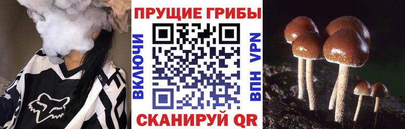 Галлюциногенные грибы Psilocybe  Горно-Алтайск 